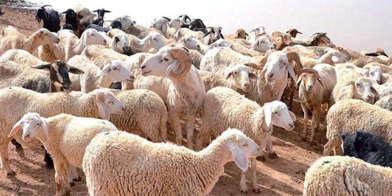 Le Maroc lance une opération nationale de contrôle des femelles reproductrices pour reconstituer son cheptel, sécuriser l’offre de viande et contenir la hausse des prix.