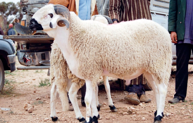 La filière ovine s’oriente vers une amélioration de l’offre, laissant entrevoir une détente progressive des prix sur le marché.