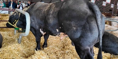 Au SIAM 2026, la filière bovine est mise en avant à travers l’exposition de taureaux et de vaches de différentes races.