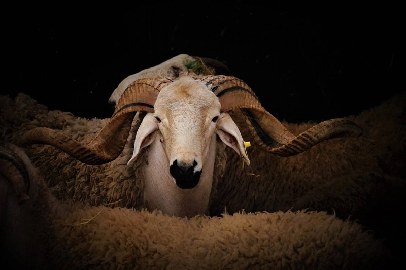 Le Mouton de l'Aid, une joie volée...