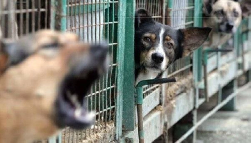 Des refuges pour recueillir les chiens errants
