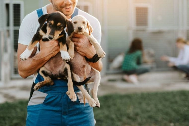 "La compassion incriminée", l'inquiétude des défenseurs de la cause animale