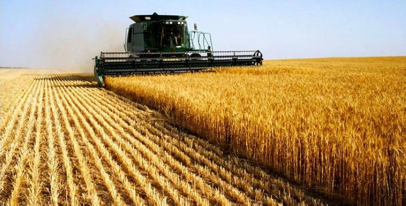 À partir du 16 septembre 2026, le Maroc réactivera son mécanisme de soutien aux importations de blé tendre afin de sécuriser l’approvisionnement du marché national après la période de commercialisation de la récolte locale.