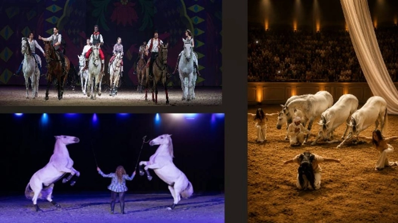 Les Nuits Équestres mêlent spectacle, tradition et prouesses équestres au Salon du Cheval d’El Jadida.