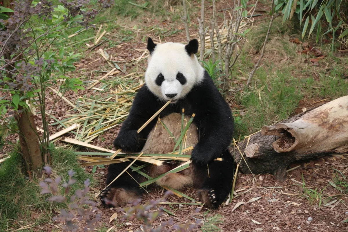 Chengdu Panda Park has a diverse ecosystem. 1 Chengdu Panda Park has a diverse ecosystem. 1