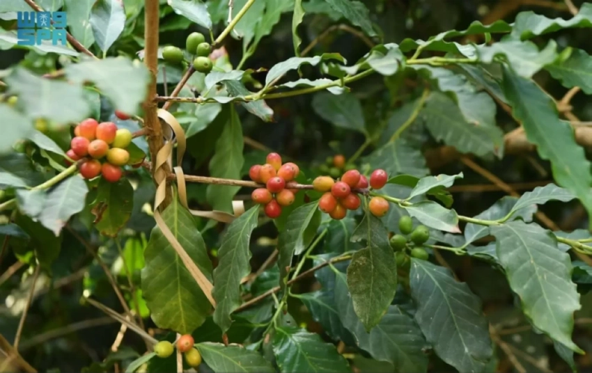 Arabica coffee plant.