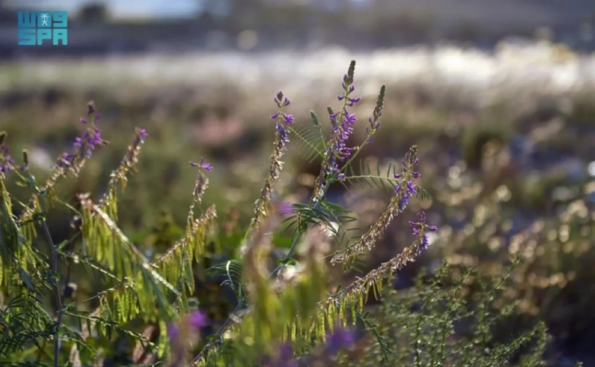 Hairy vetch flowers commonly grow during cold seasons.