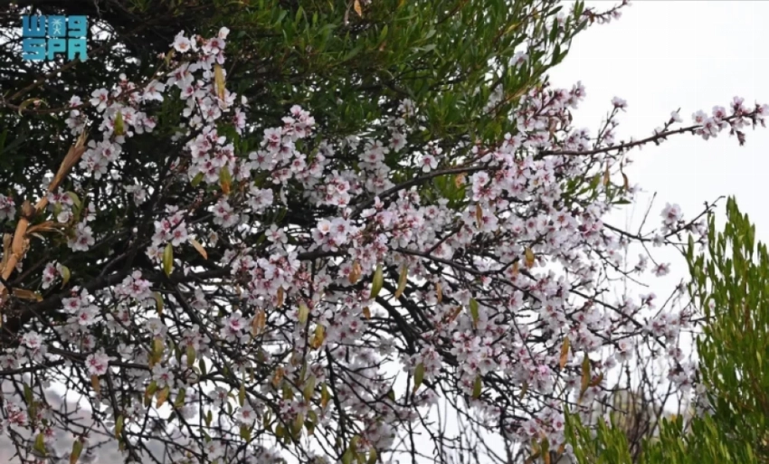 Almond blossom.