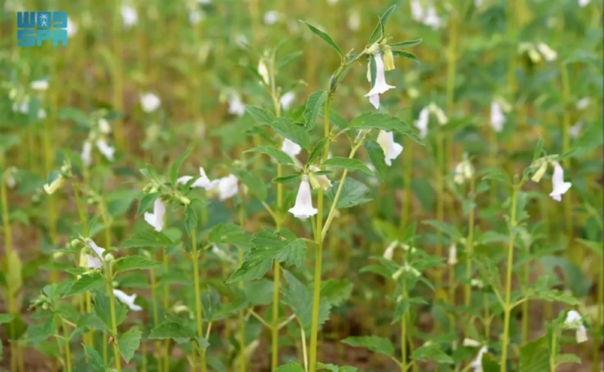 Field of sesame flowers "simsim."