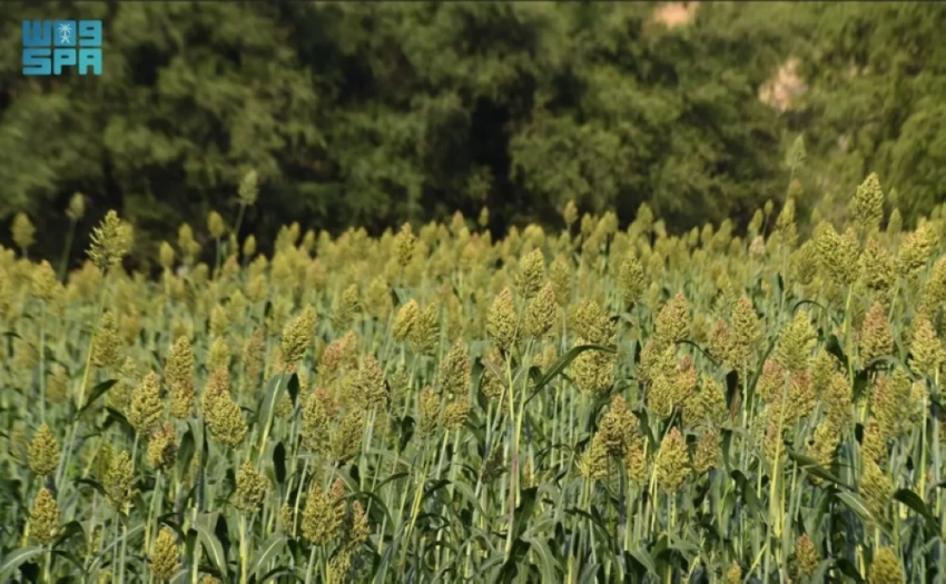 Field of Sorghum plants.