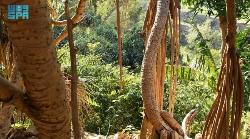 Although a colder region, Asir's Tihama areas allows the growth of tropical plants.