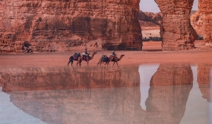 Saudi Arabia launches camel passport to regulate and digitize camel sector