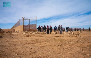 The release included 30 Arabian oryx, 70 reem gazelles, and 40 houbara bustards.