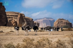 The National Center for Wildlife (NCW) announced that the total number of wildlife animals released under its breeding and reintroduction programs for locally threatened species has exceeded 10,000 animals.