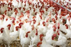 The Ministry of Environment, Water and Agriculture stated that Saudi Arabia’s poultry meat production has surpassed 1.31 million tons, contributing to meeting consumer needs.