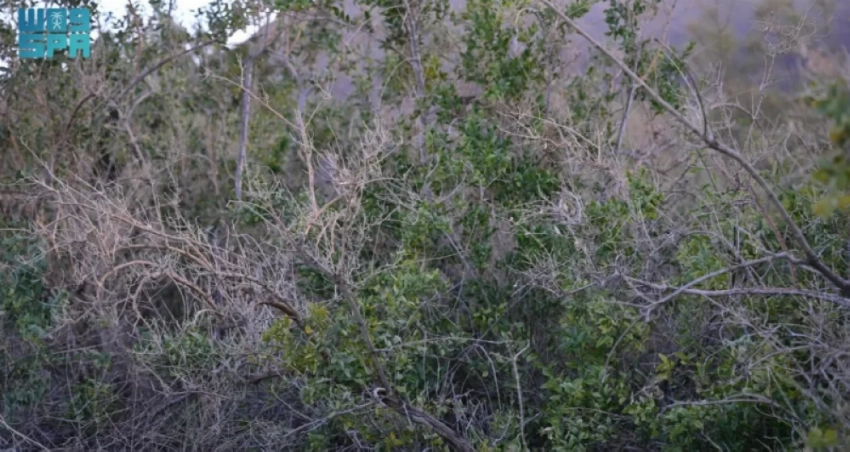 Arak tree: The ancient source of the Miswak