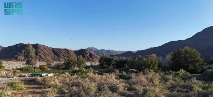 Arak tree: The ancient source of the Miswak