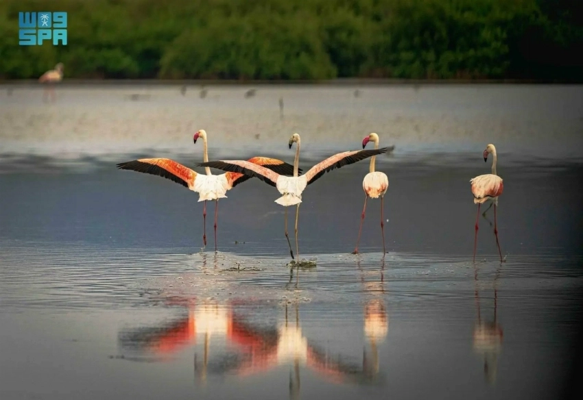 Farasan Islands Reserve added to IUCN Green List for effective environmental management