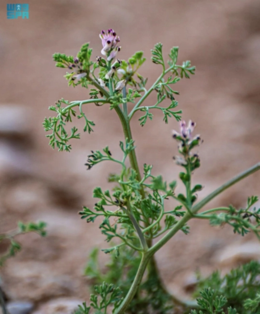 Fineleaf fumitory: The quiet bloom of the northern spring