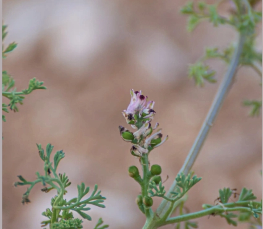 Fineleaf fumitory: The quiet bloom of the northern spring