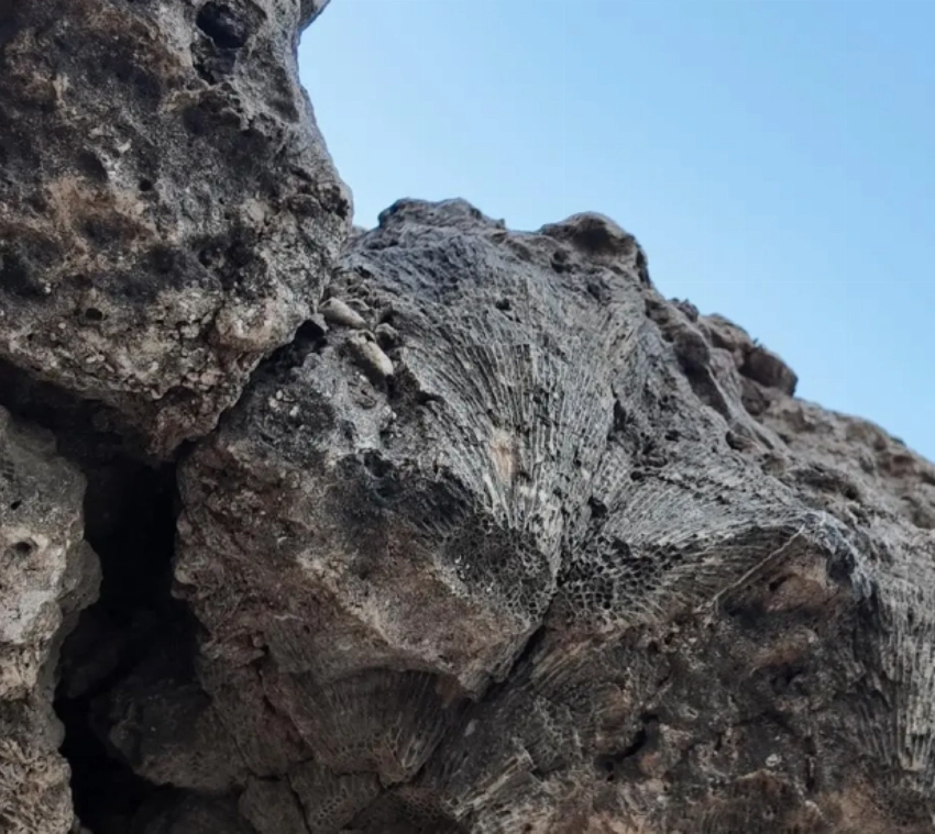 Al-Shuaiba: Where coral reefs tell the story of sea, time and trade