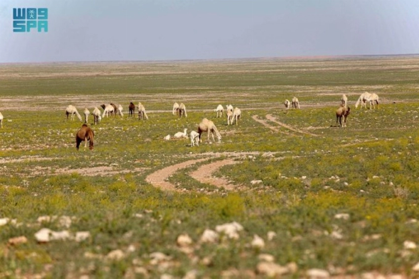 Lina: A timeless village etched in stone along the Darb Zubaida