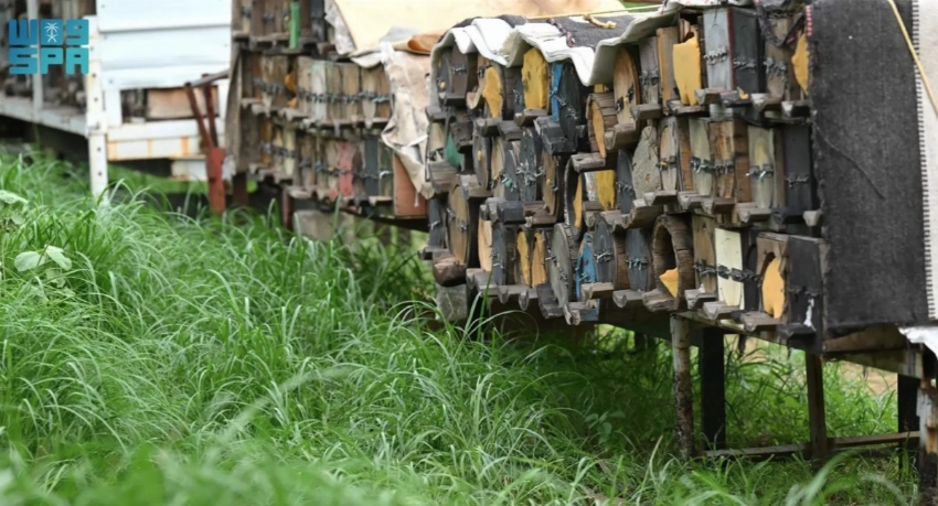 لماذا تعتبر تربية النحل مهمة وكيف تعمل المملكة العربية السعودية على تعزيزها