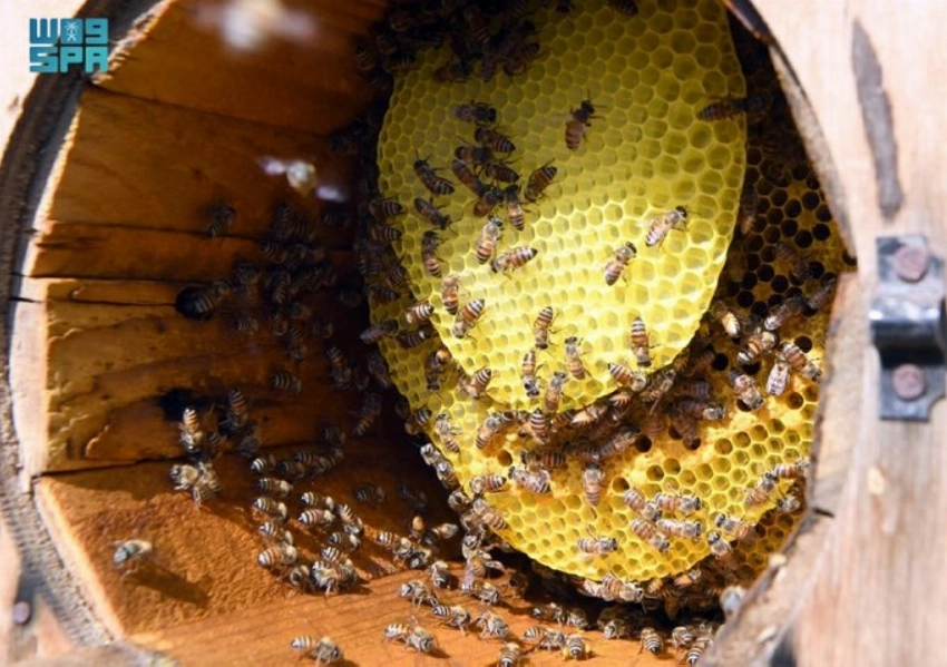 لماذا تعتبر تربية النحل مهمة وكيف تعمل المملكة العربية السعودية على تعزيزها