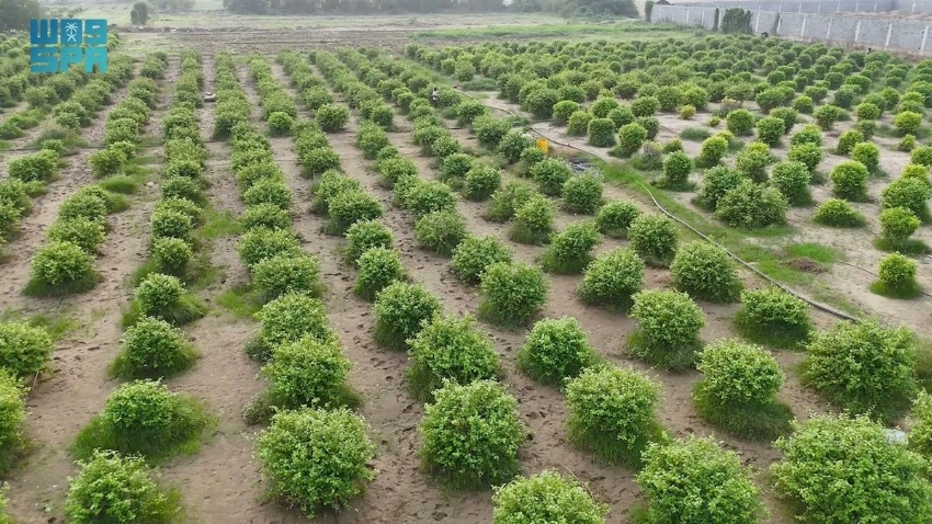 Jazan: A landscape of floral scent and sustainable growth