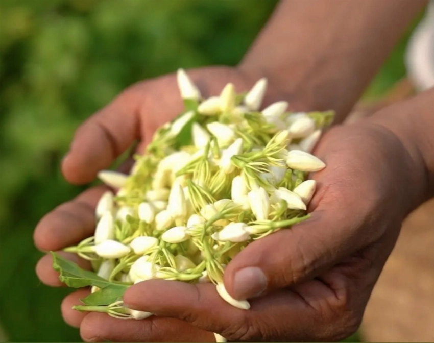 Jazan: A landscape of floral scent and sustainable growth