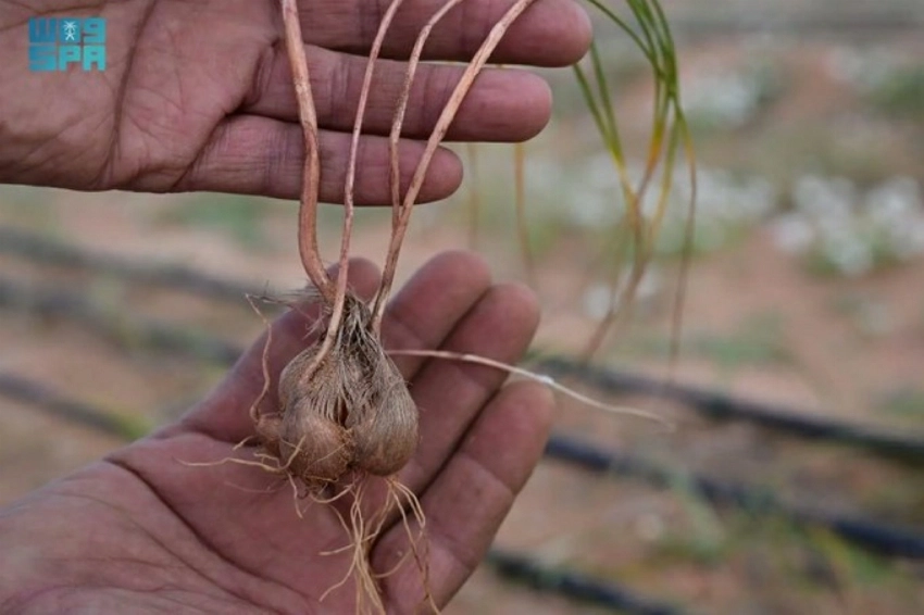 زعفران العلا يحصل على تصنيف