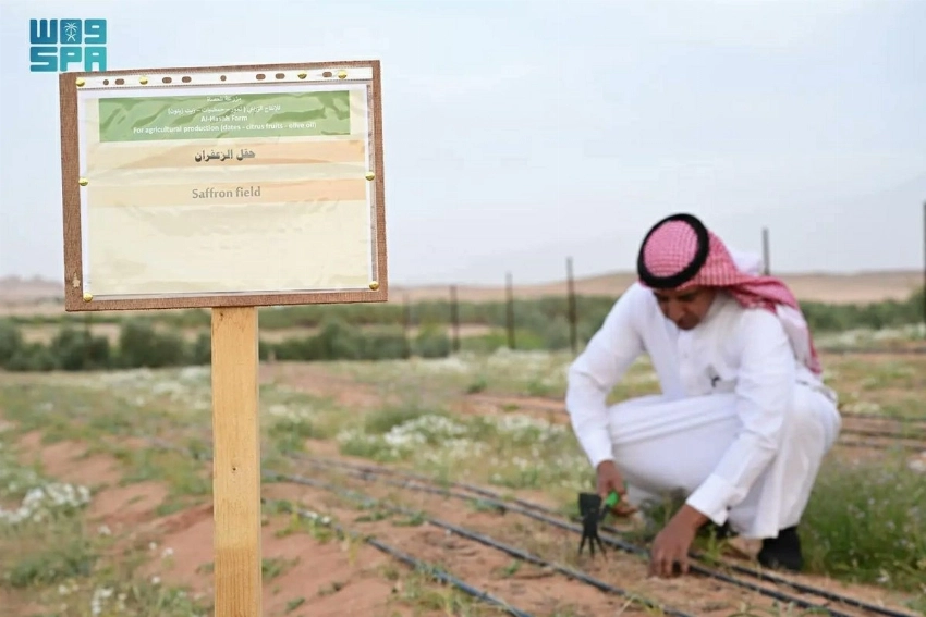 زعفران العلا يحصل على تصنيف