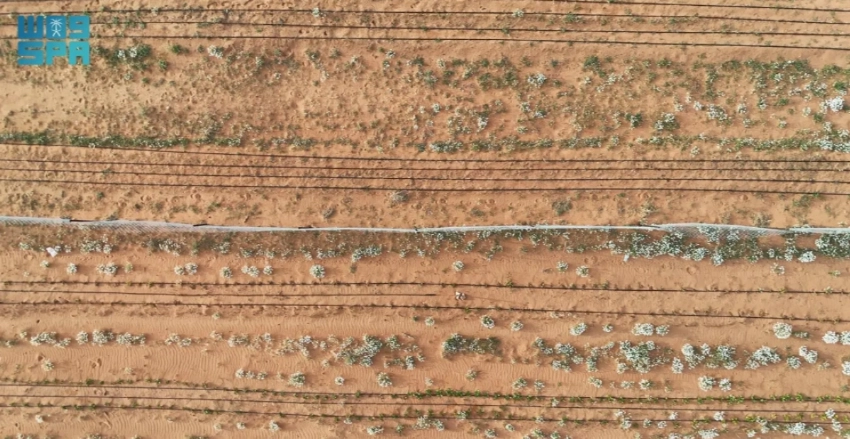 AlUla saffron earns ‘Grade One’ status as cultivation expands