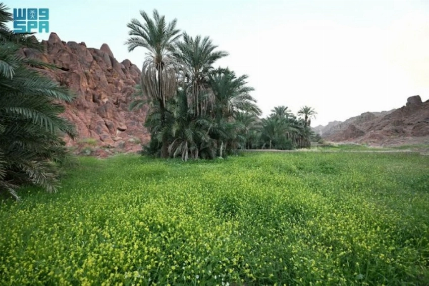 Spring rains cloak Aja Mountains in green across Hail’s rugged landscape