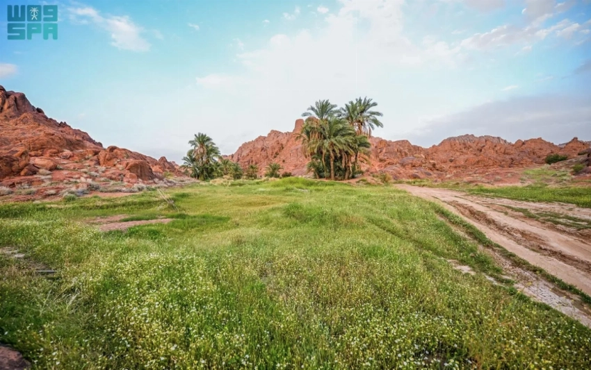 Spring rains cloak Aja Mountains in green across Hail’s rugged landscape
