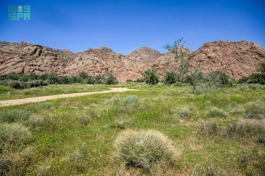 Spring rains cloak Aja Mountains in green across Hail’s rugged landscape