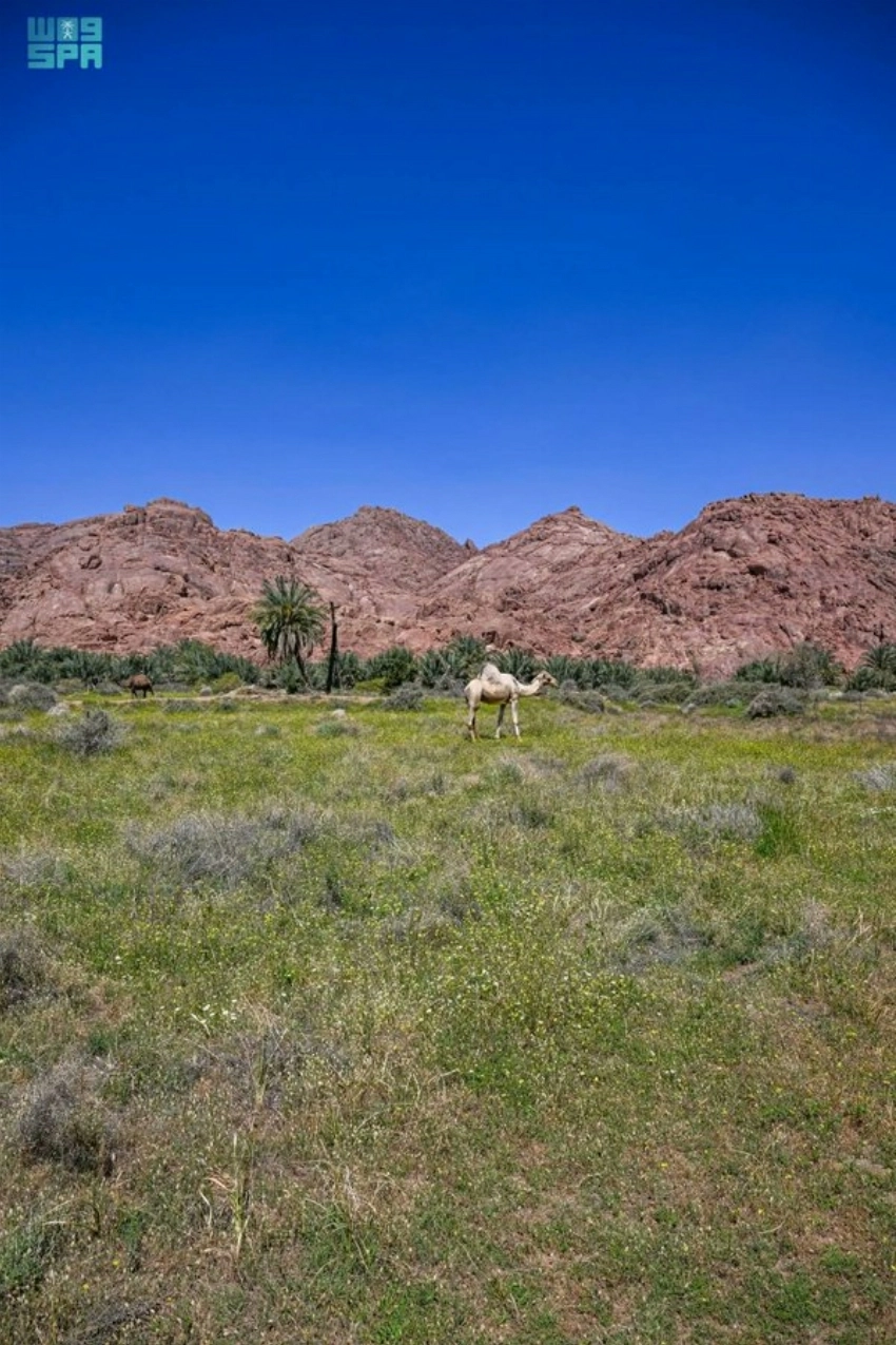 Spring rains cloak Aja Mountains in green across Hail’s rugged landscape