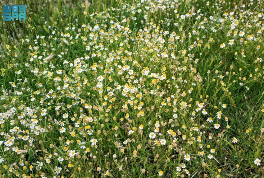Spring rains cloak Aja Mountains in green across Hail’s rugged landscape