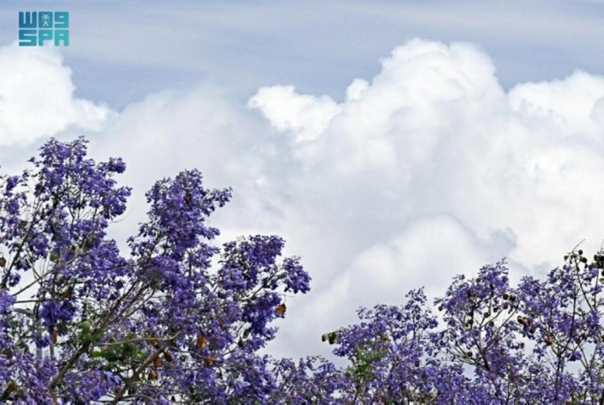 Abha: Where jacaranda blooms shape a violet spring landscape