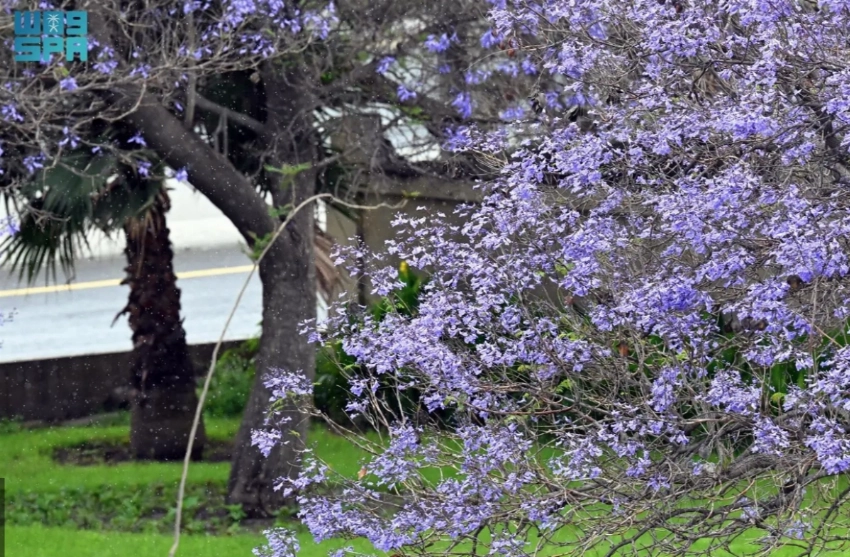 Abha: Where jacaranda blooms shape a violet spring landscape
