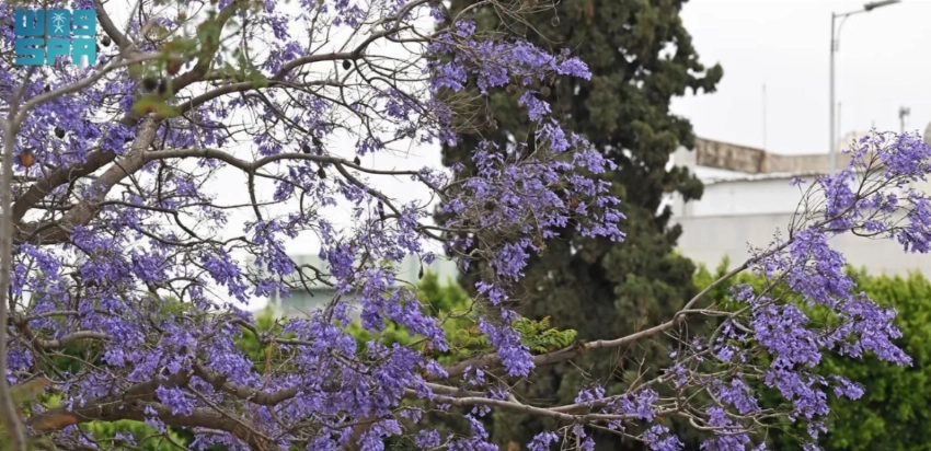 Abha: Where jacaranda blooms shape a violet spring landscape