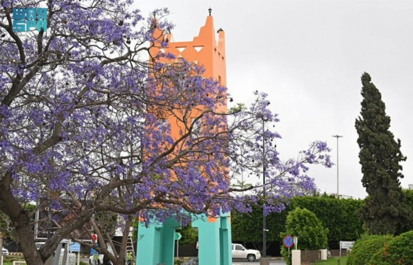 Abha: Where jacaranda blooms shape a violet spring landscape