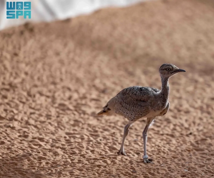 محمية سعودية تحيي مجموعات الحبارى المهددة بالانقراض