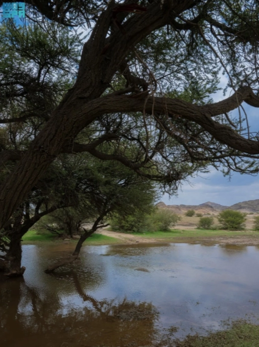 From desert valleys to coral reefs: A week showcasing Saudi Arabia’s natural transformation