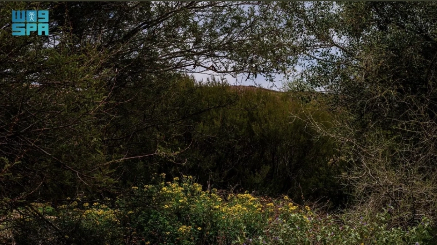 From desert valleys to coral reefs: A week showcasing Saudi Arabia’s natural transformation