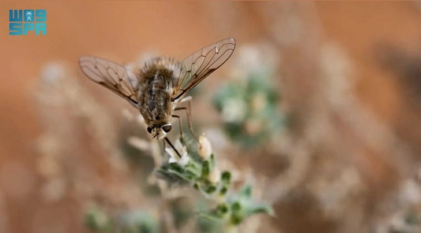 From desert valleys to coral reefs: A week showcasing Saudi Arabia’s natural transformation