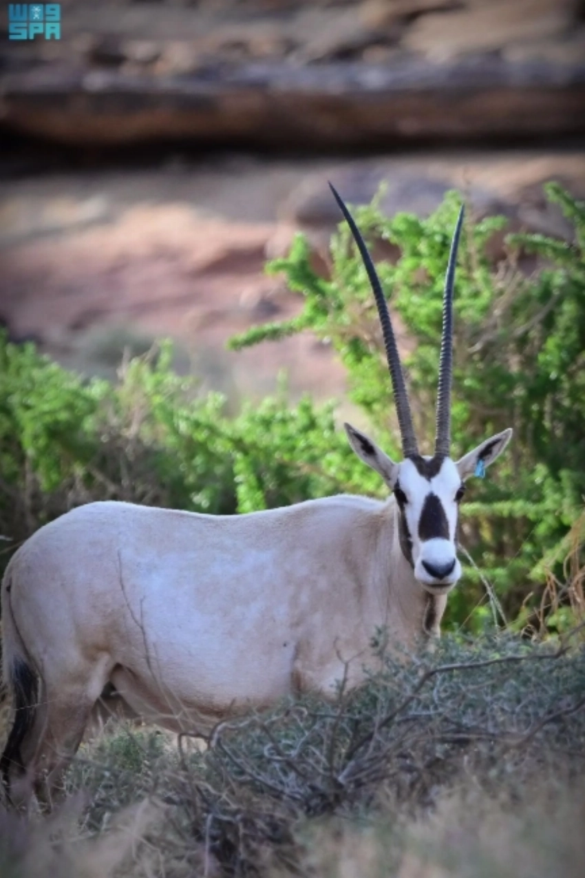 From desert valleys to coral reefs: A week showcasing Saudi Arabia’s natural transformation