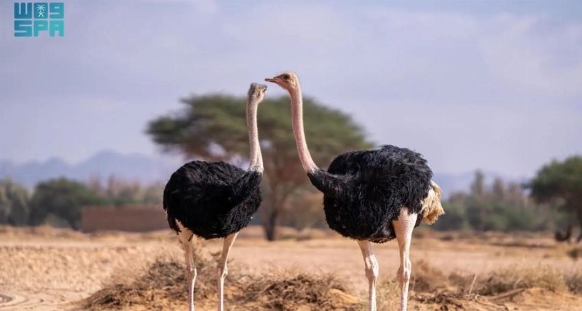 From desert valleys to coral reefs: A week showcasing Saudi Arabia’s natural transformation