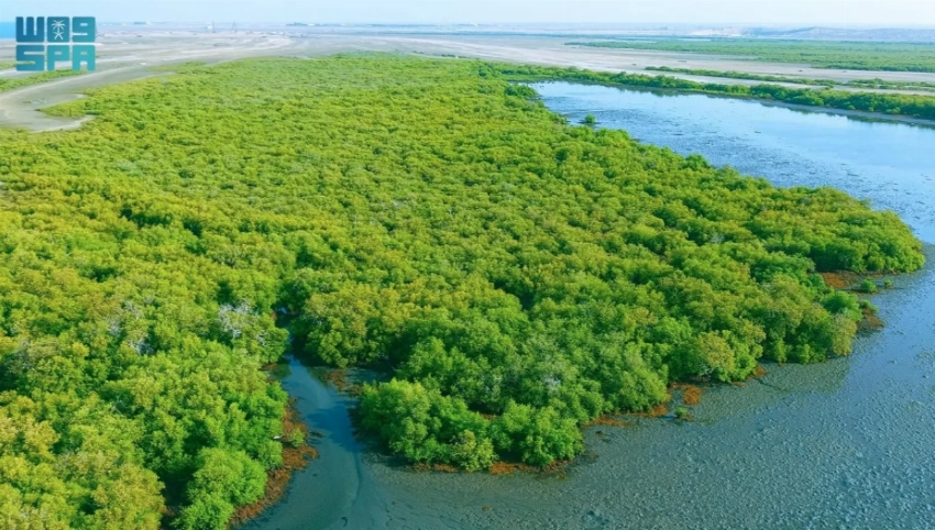 From desert valleys to coral reefs: A week showcasing Saudi Arabia’s natural transformation