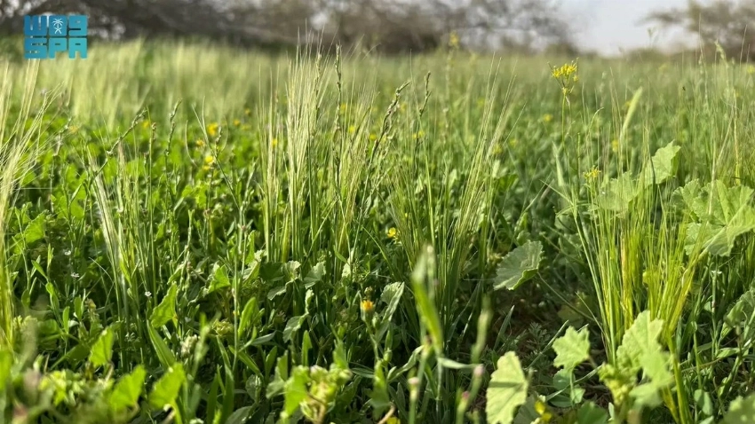 Where the desert turns green: Inside Umm Al-Asafeer’s post-rain transformation